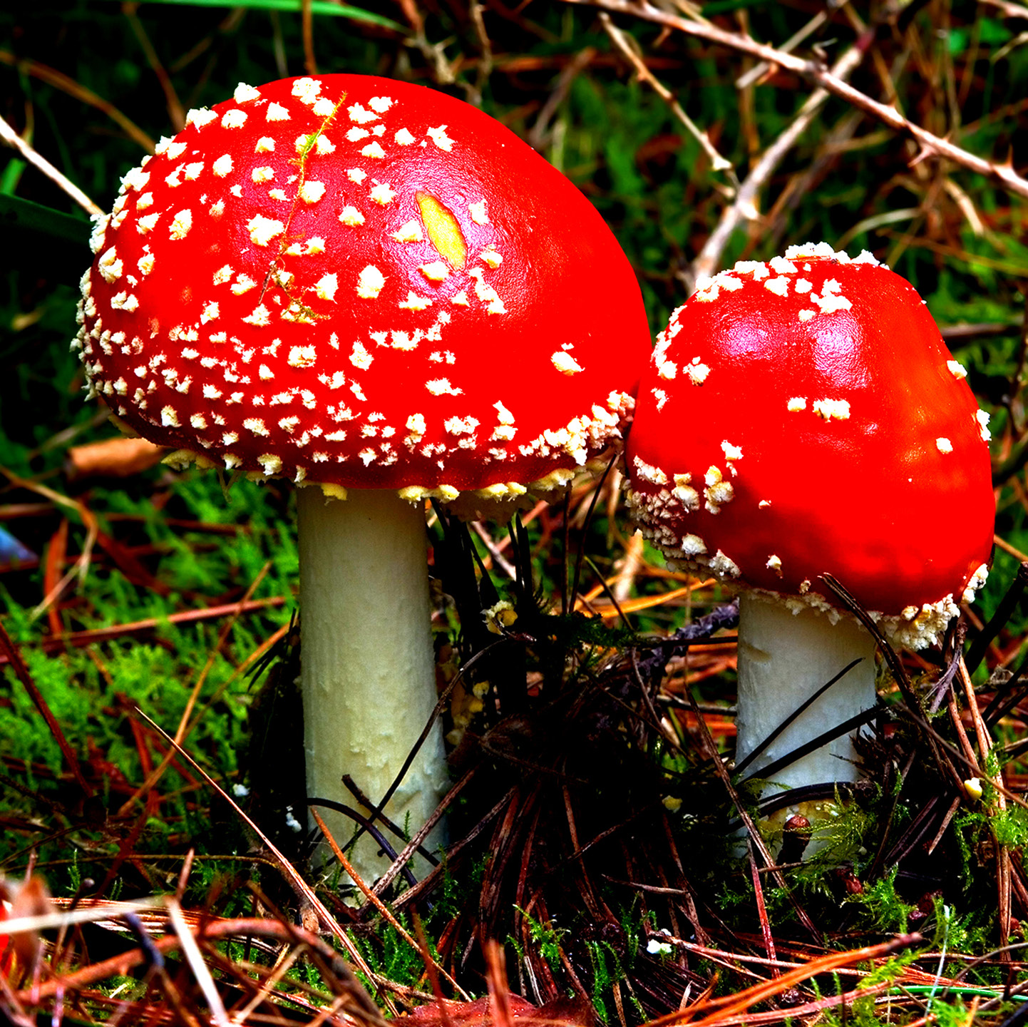 Top 96+ Pictures Photos Of Psychedelic Mushrooms Updated